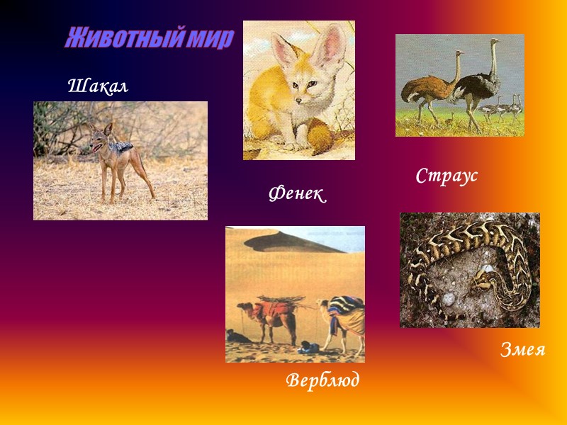 Животный мир  Шакал Змея Верблюд Фенек  Страус